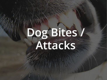 dog bite attacks